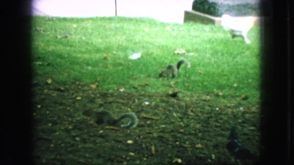 Two squirrels are visible on a green park lawn in the 1966 New Jersey footage, one upright farther back and one lower in the foreground.