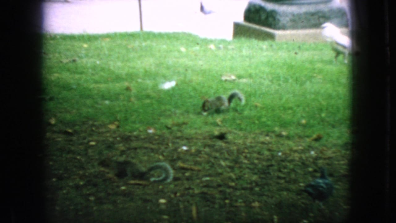 1966 New Jersey 8mm frame showing a grassy park area with a squirrel near the center and small birds near the path edge.