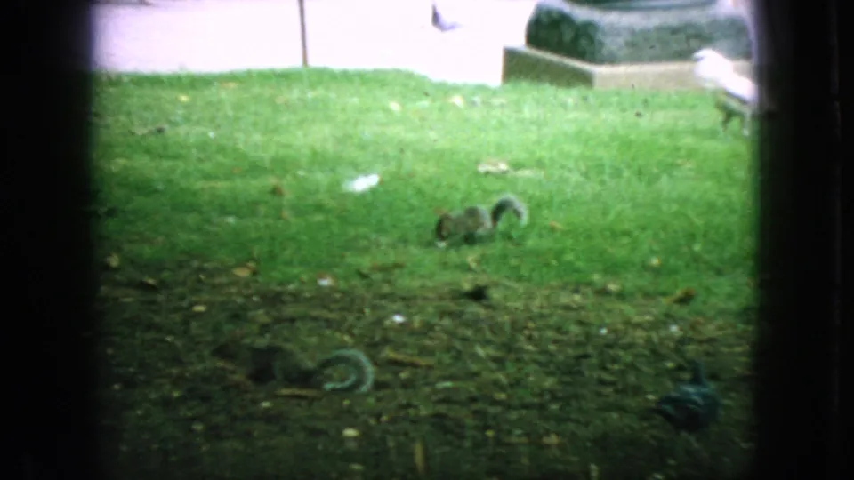 1966 New Jersey 8mm frame showing a grassy park area with a squirrel near the center and small birds near the path edge.