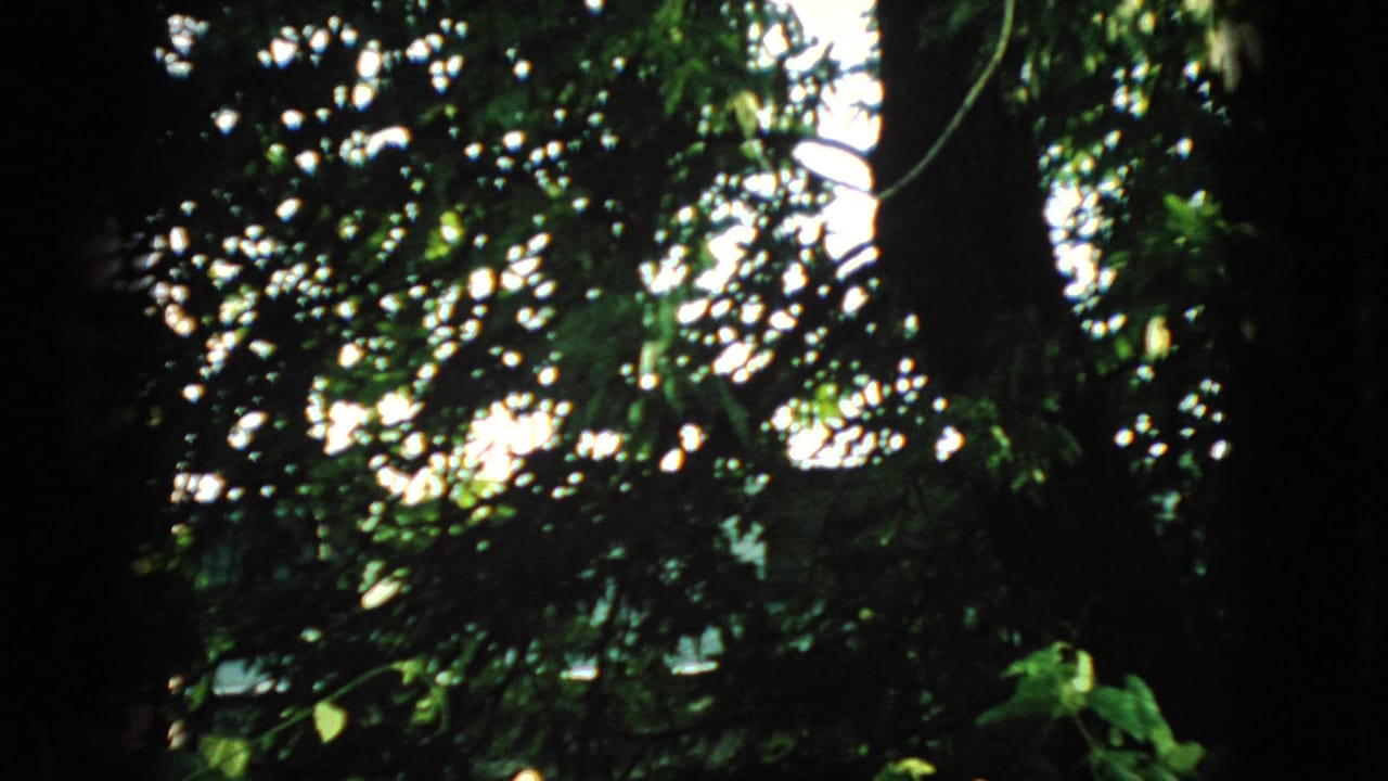 1966 New Jersey 8mm frame looking upward at dense green tree canopy, with dark trunks, leafy branches, and bright patches of sky.