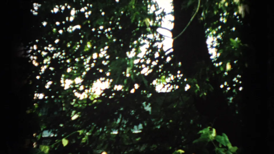 1966 New Jersey 8mm frame looking upward at dense green tree canopy, with dark trunks, leafy branches, and bright patches of sky.