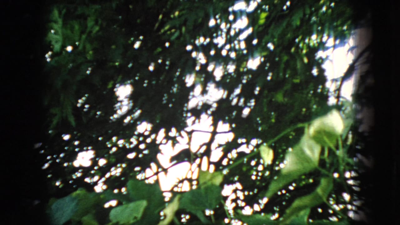 Leaves and branches silhouetted against bright sky with a large dark trunk near center.