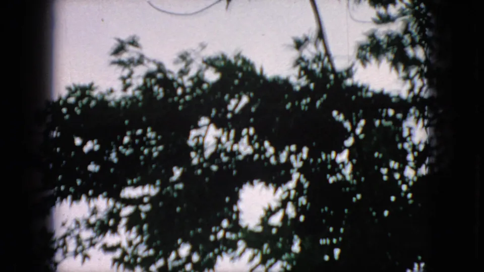 1966 New Jersey 8mm frame showing treetop foliage silhouetted against a pale sky, framed by dark rounded film edges and slight exposure falloff.