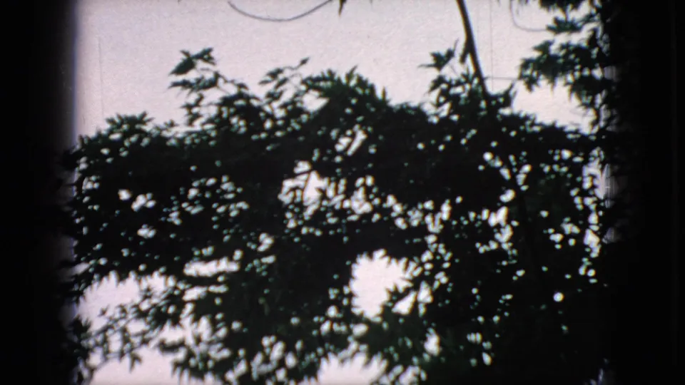 1966 New Jersey 8mm frame of dark leafy branches crossing a bright pale sky, with visible rounded film borders and subtle vertical film texture.