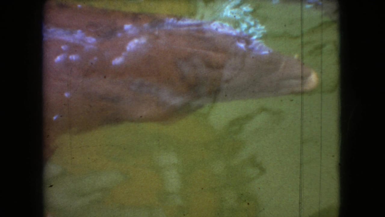 1966 Ohio 8mm frame showing a dark wet seal pup low in green-tinted water beside a pale stone platform, with heavy film grain and dark frame borders.