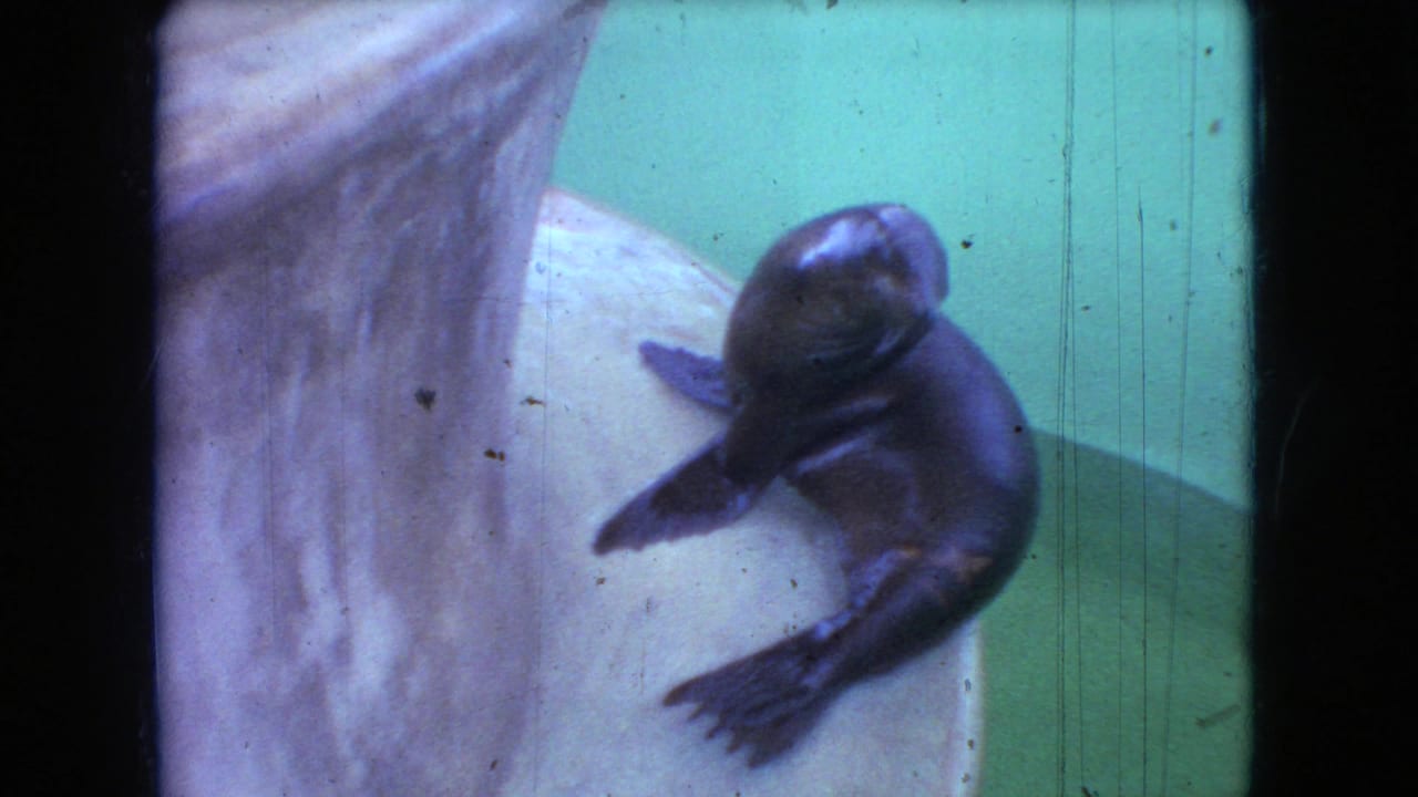 Seal pup presses against a pale stone platform while climbing from green water.