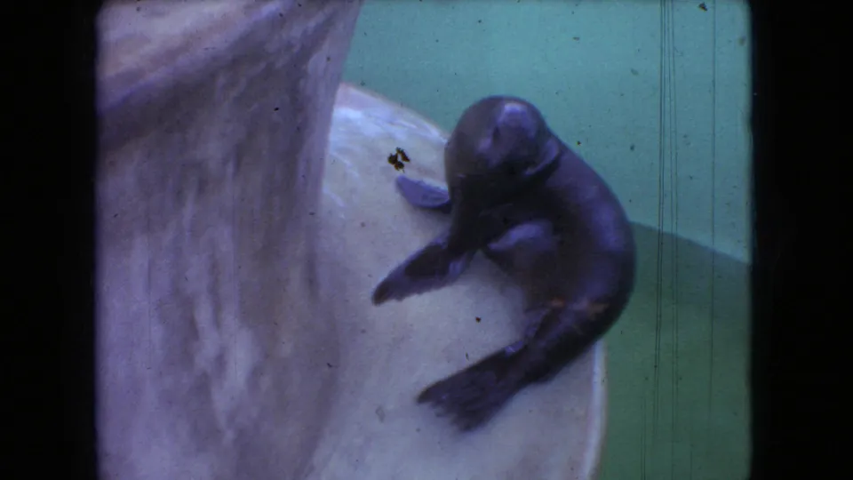1966 Ohio 8mm frame showing the seal pup partly hauled onto the pale stone surface, its wet body curved beside the green pool wall.