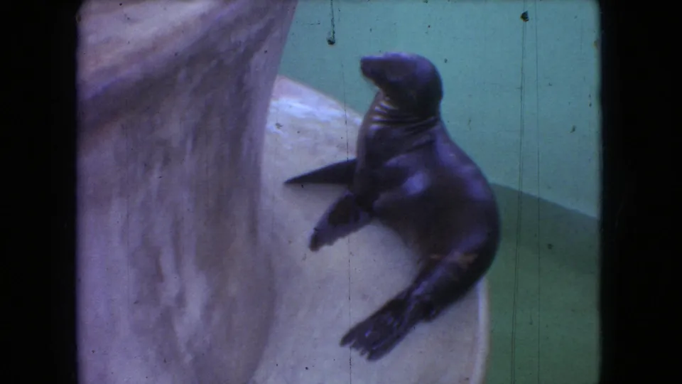 1966 Ohio 8mm frame of the seal pup upright on the light stone ledge next to green water, with soft focus, color fading, and visible film wear.