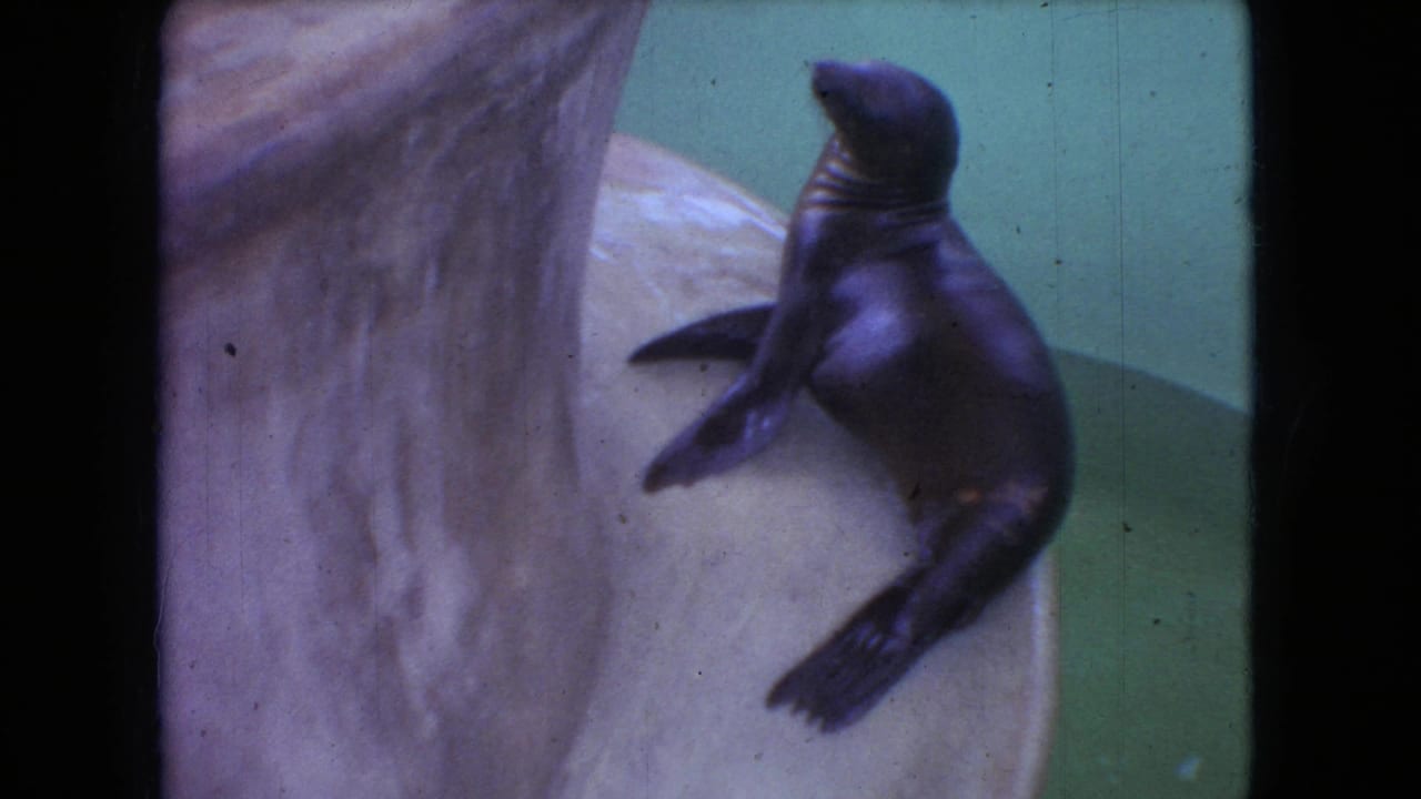 A dark wet seal rests alertly on a pale curved fountain structure in 1966 Ohio home-movie footage, with greenish background tint and visible film wear.