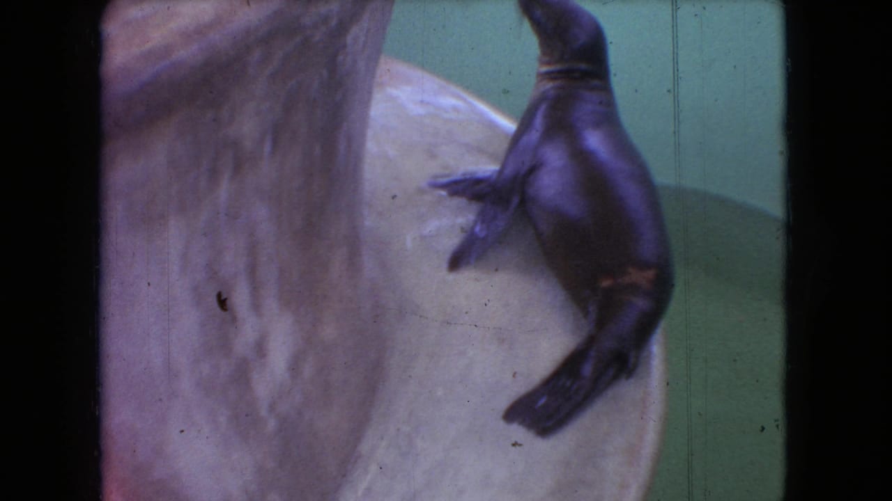 Seal upright against a pale fountain form with flippers extended.