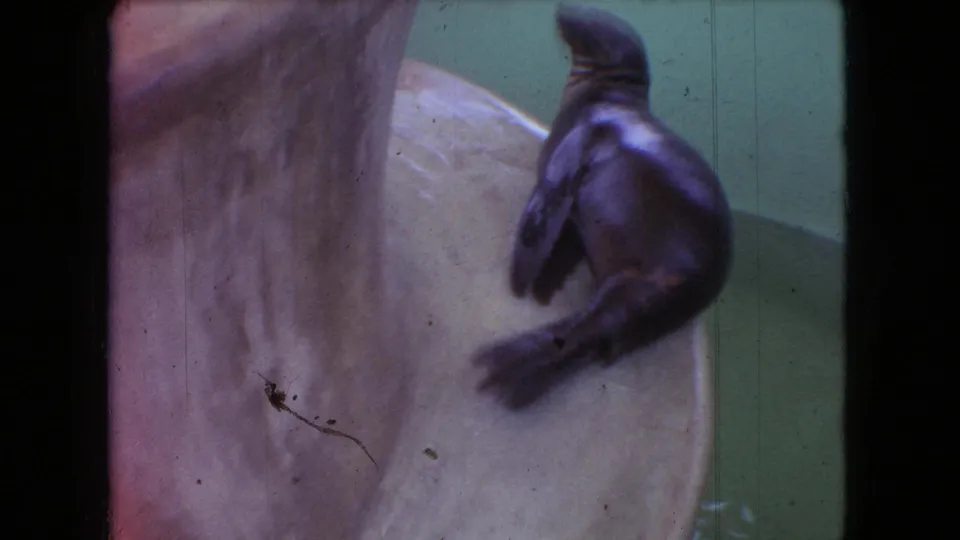 The seal is seen turning or shifting on the curved pale fountain structure, with soft focus, green tint, and scratches visible across the 8mm frame.