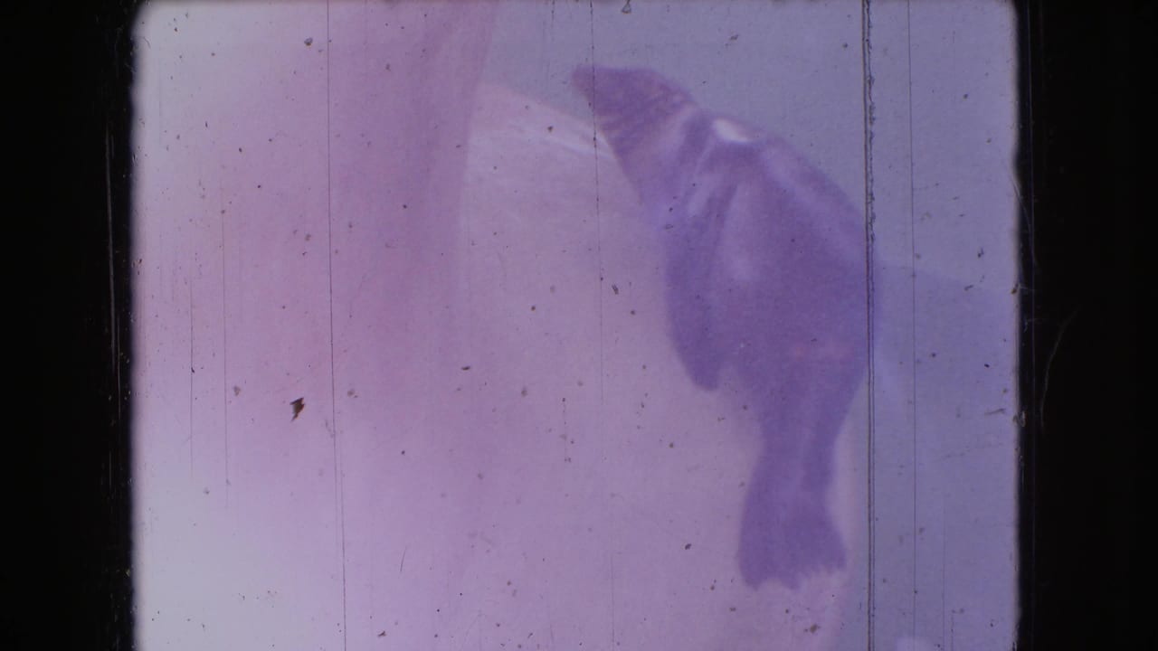 Purple-tinted frame with a blurred dark shape near the upper right.