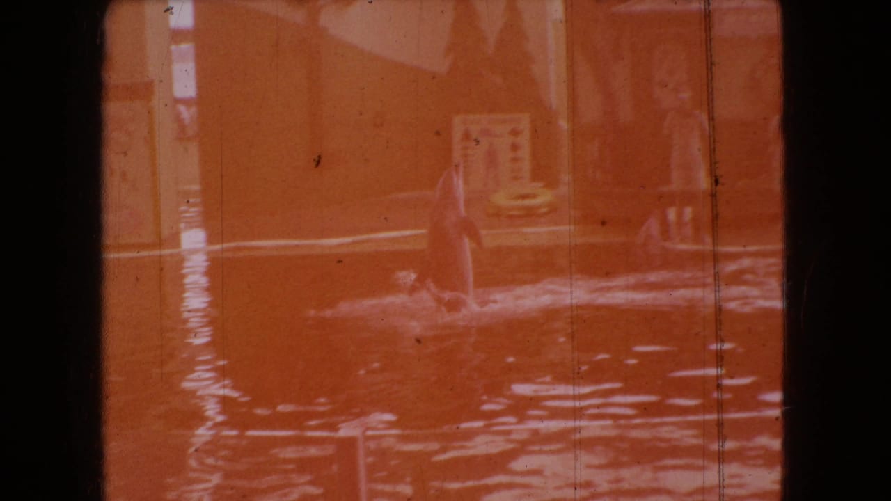 Faded 1966 Ohio 8mm frame showing a dolphin rising vertically from an indoor pool, with spectators and a decorative show sign faintly visible through orange exposure.