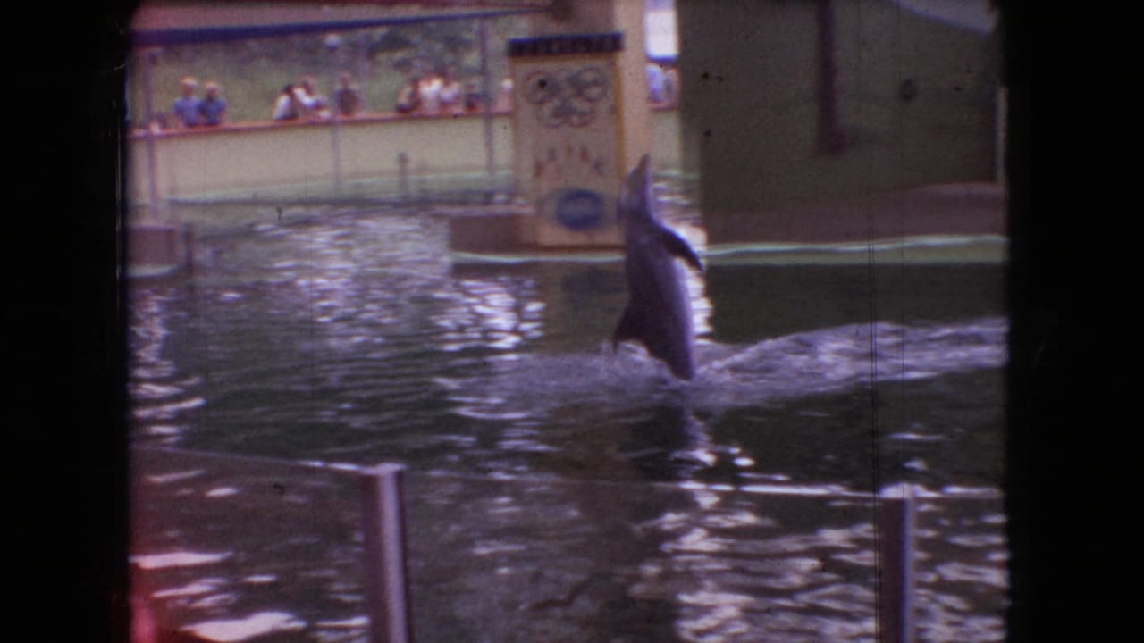 Dolphin upright above a pool with spectators behind a railing and a sign nearby.