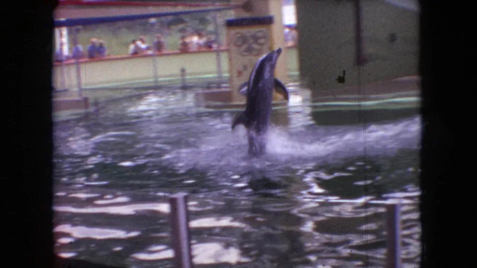 1966 Ohio home-movie frame of a dolphin rising vertically from the water, with splashes, spectator seating, and a decorated sign in the indoor pool area.
