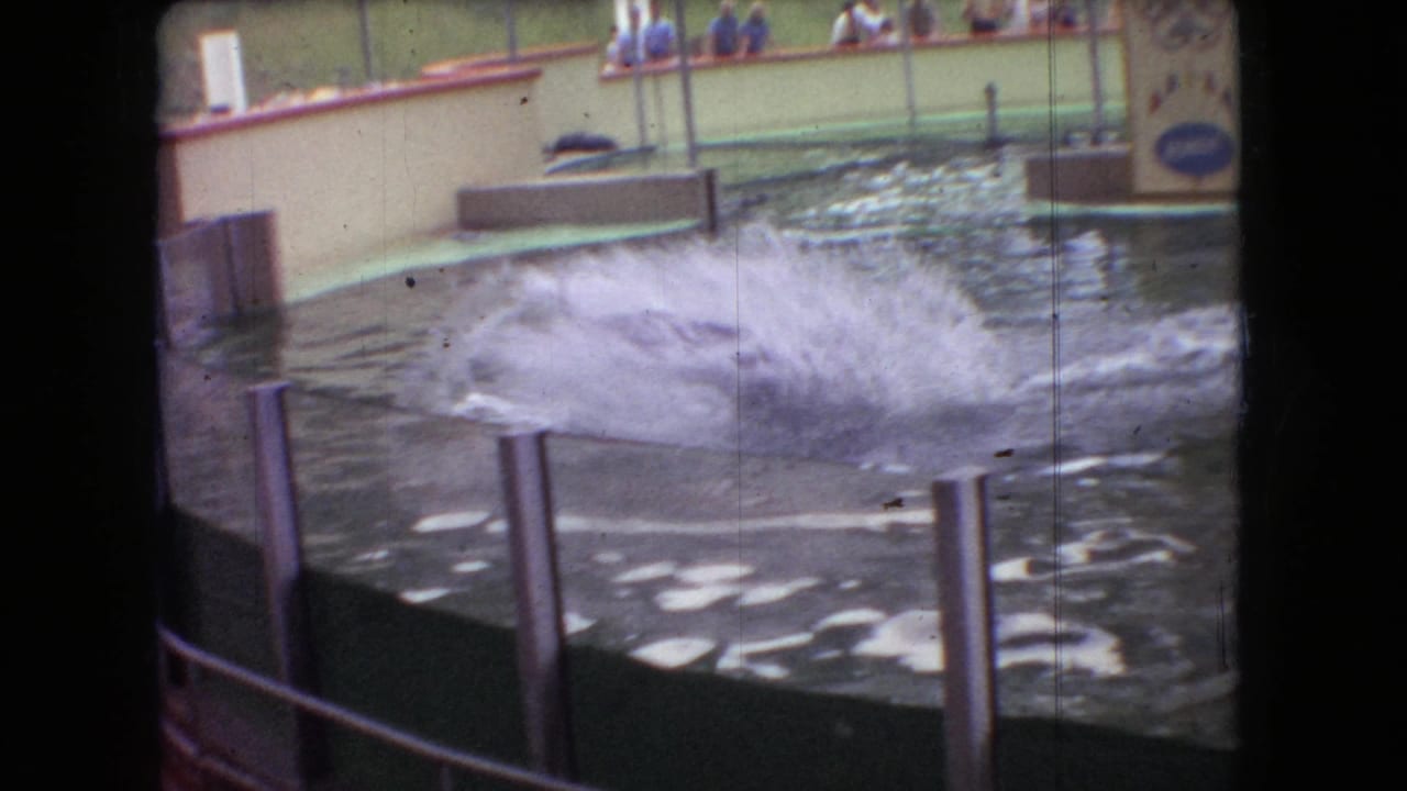 1966 Ohio 8mm frame showing a dolphin splash in an aquatic show pool, with railings, spectators, and signage visible around the performance area.