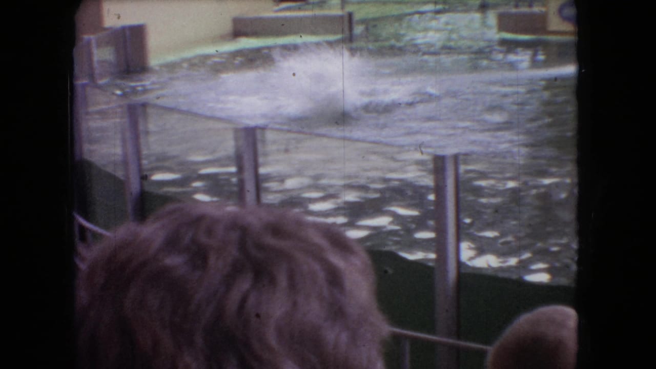 Audience viewpoint over a pool with a dolphin partly visible near the water.