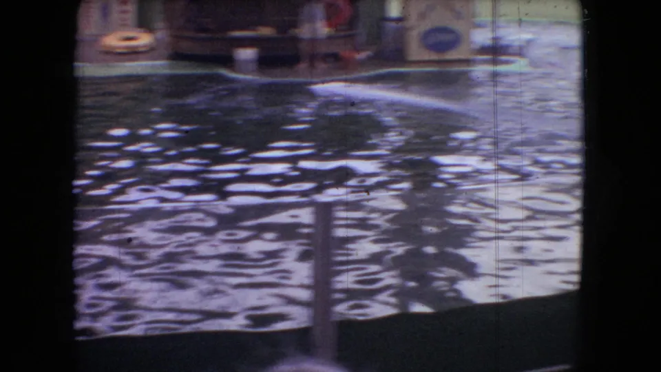 Soft 8mm frame from a 1966 Ohio aquatic park showing a dolphin moving through the show pool near railings and a poolside sign.