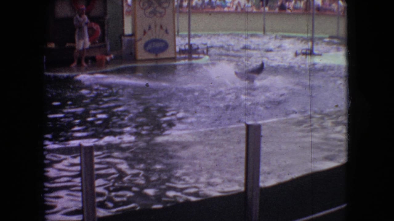 1966 Ohio home-movie frame showing a dolphin show pool, trainer standing at poolside, splashing water, posts, spectators, and a decorative dolphin sign in the background.