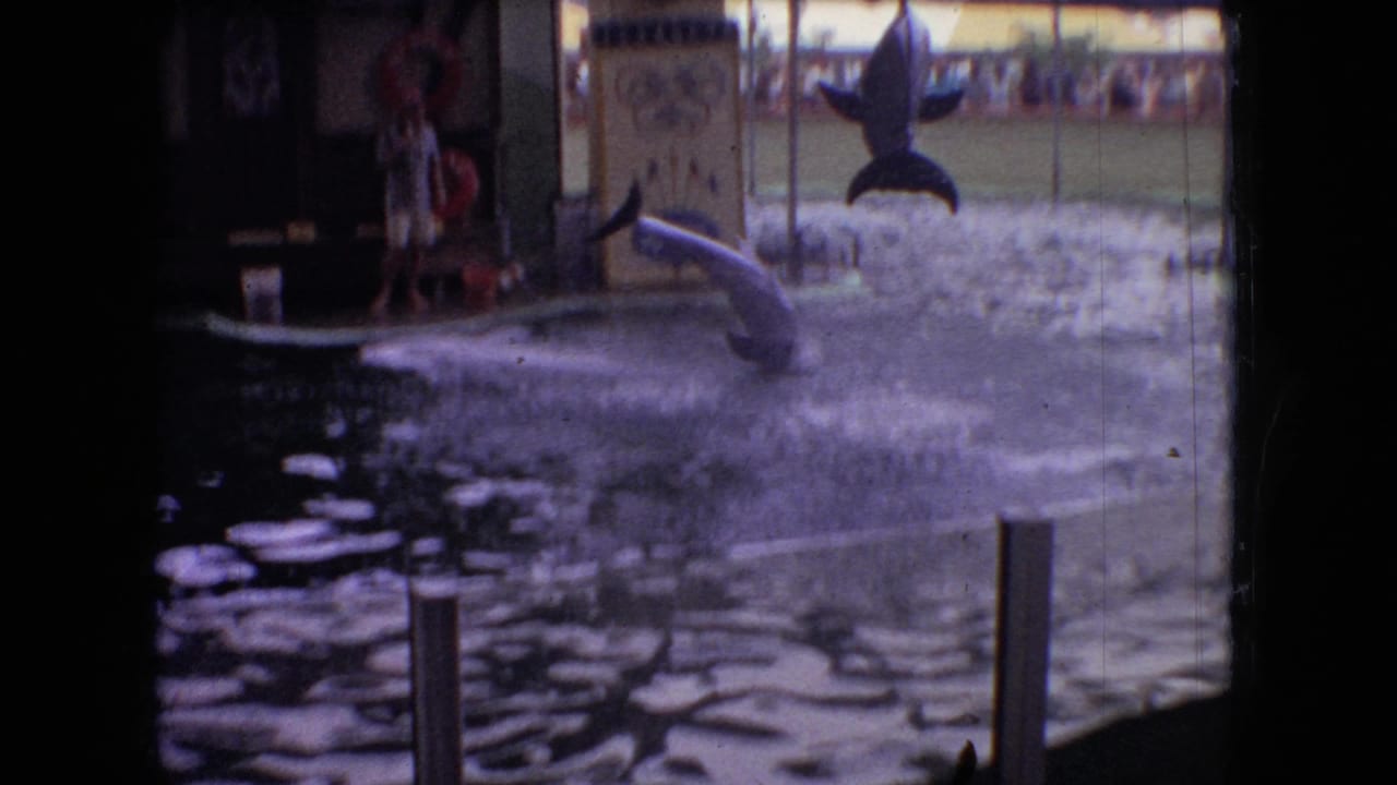1966 Ohio home-movie frame with a dolphin emerging or leaping from the water beside a poolside trainer, with spectators and show signage visible behind the pool.