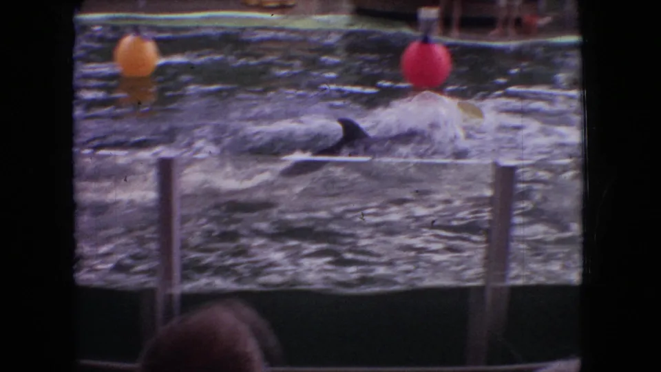 1966 Ohio home-movie frame showing a dolphin moving through the pool between colored buoys, with splashing water, foreground railing, and spectators partly visible around the performance area.
