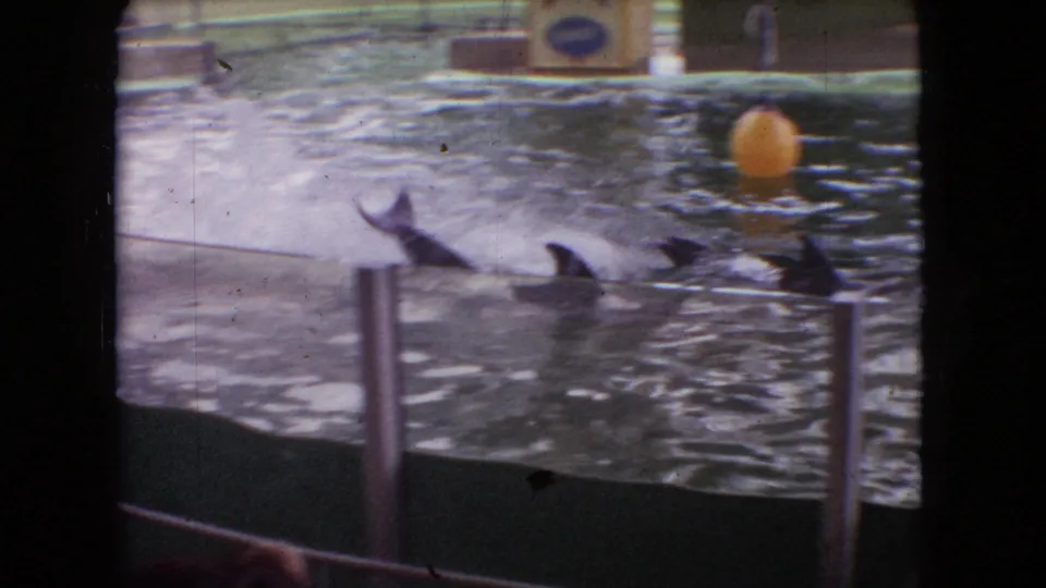 1966 Ohio 8mm frame showing dolphins swimming across the marine park pool, with fins visible above the water near a yellow buoy and spectator barrier.