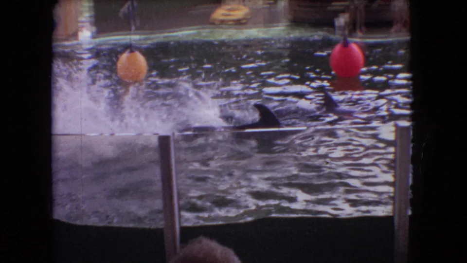 1966 Ohio 8mm frame of a dolphin fin and wake moving through a marine park pool between yellow and red buoy props, with barrier posts in the foreground.