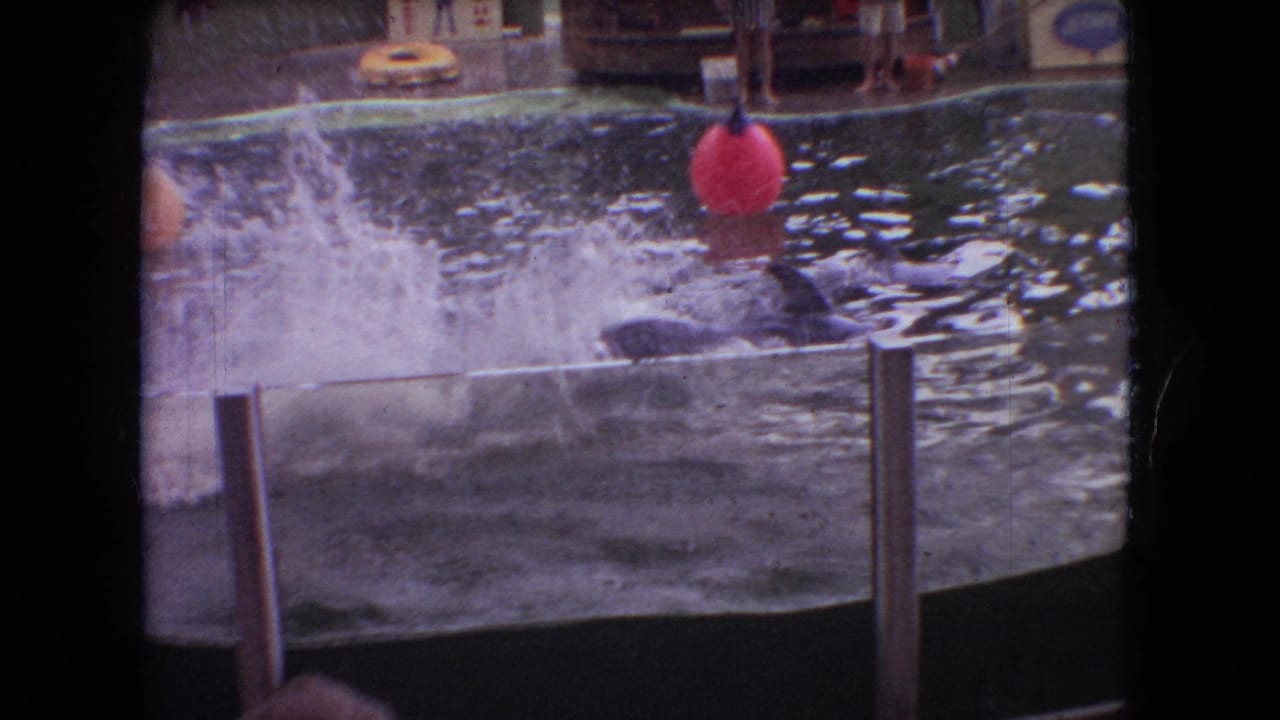 1966 Ohio 8mm frame showing a dolphin splashing in a public pool enclosure near a red buoy, with dark film borders and show signage in the background.