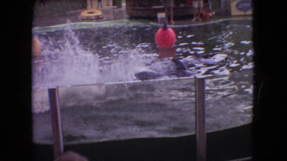 1966 Ohio 8mm frame showing a dolphin splashing in a public pool enclosure near a red buoy, with dark film borders and show signage in the background.