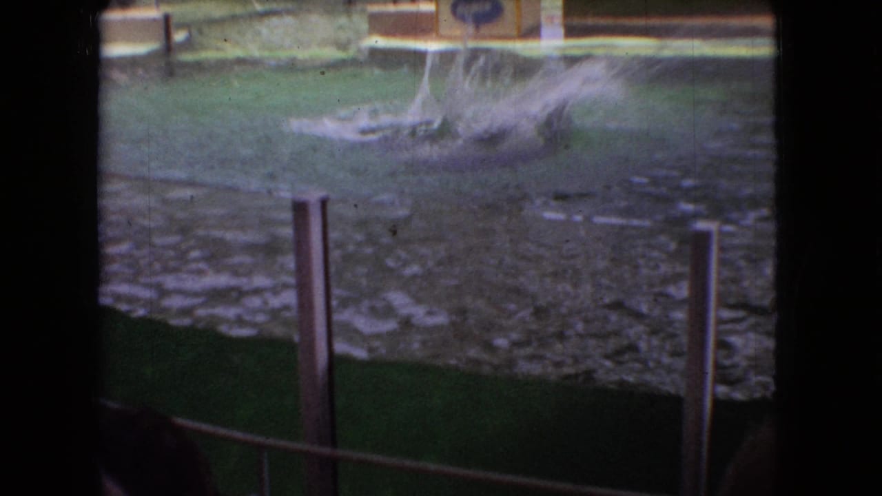Dolphin breaks the water surface beside pool railings.