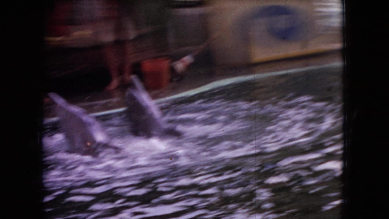 Two dolphins splash at the edge of an indoor show pool in 1966 Ohio footage, with trainers' lower legs visible on a wooden platform above the water.
