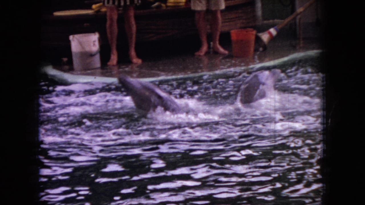 Two dolphins break the water near trainers on a platform and buckets on the deck.