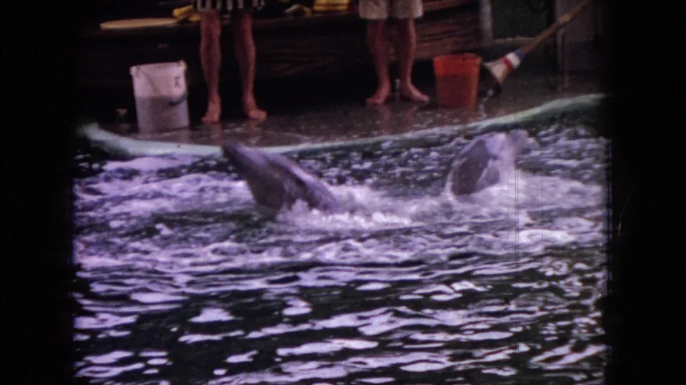 Two dolphins surface in an indoor pool while trainers stand on a wooden deck with buckets and show equipment visible in the background.