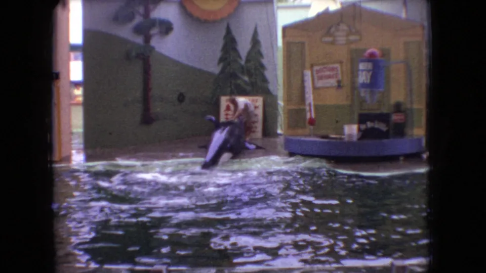 A dolphin rises in the pool at a local attraction in 1966 Ohio footage, with a painted mountain-and-tree backdrop and concession-like show props behind it.