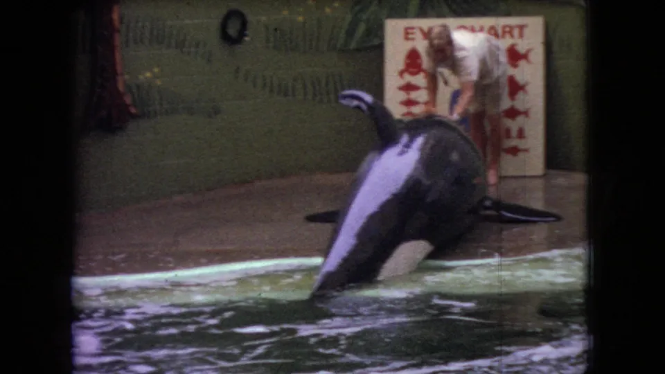 A dolphin lifts upright from the show pool in 1966 Ohio home-movie footage, with a painted backdrop and a readable Eye Chart sign behind the deck area.