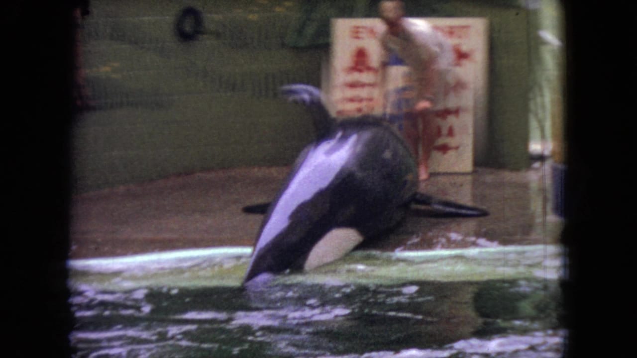 In 1966 Ohio home-movie footage, a black-and-white orca lifts its head and body from a concrete pool while a trainer stands near illustrated wall signage.