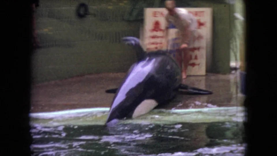 In 1966 Ohio home-movie footage, a black-and-white orca lifts its head and body from a concrete pool while a trainer stands near illustrated wall signage.