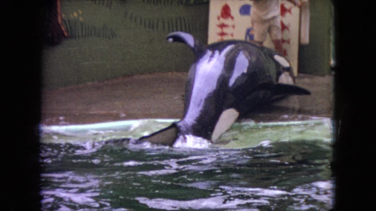 Orca turns in the pool as water splashes near the concrete edge.