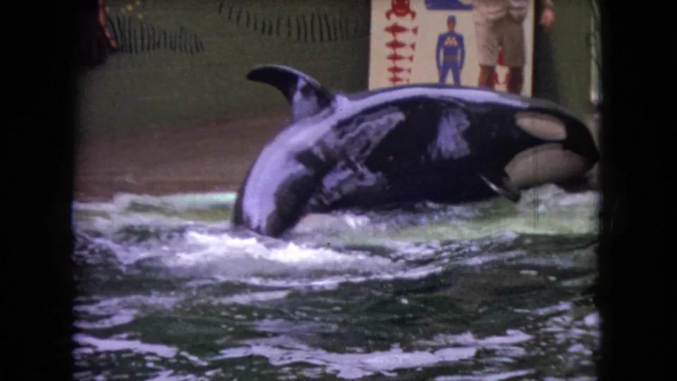 The orca rolls sideways in the pool, showing black-and-white markings amid splashing water, with the painted enclosure wall and sign visible in the background.