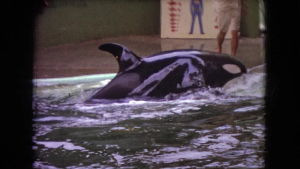 The orca moves low through the pool at the end of the short 1966 Ohio home-movie clip, with its dorsal fin and white markings visible below the painted wall.