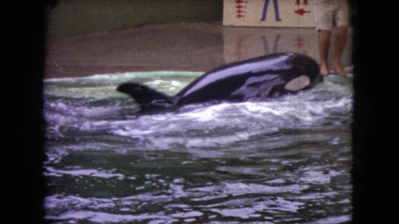 Orca surfaces in a pool near a trainer's legs and a painted show backdrop.