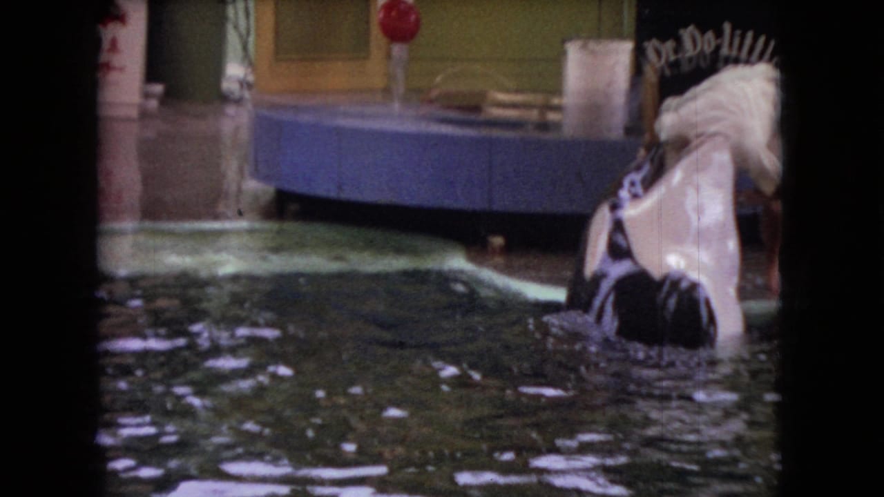 Trainer bends over an orca at the edge of a show pool with partial signage behind.