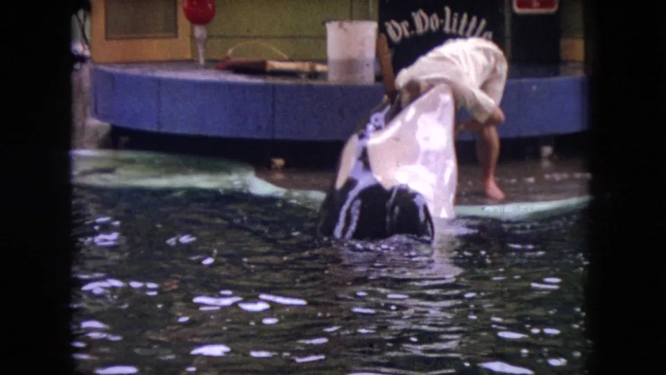The orca's head rises at the edge of the pool as the trainer bends forward, with rippled water and the blue show platform behind them.