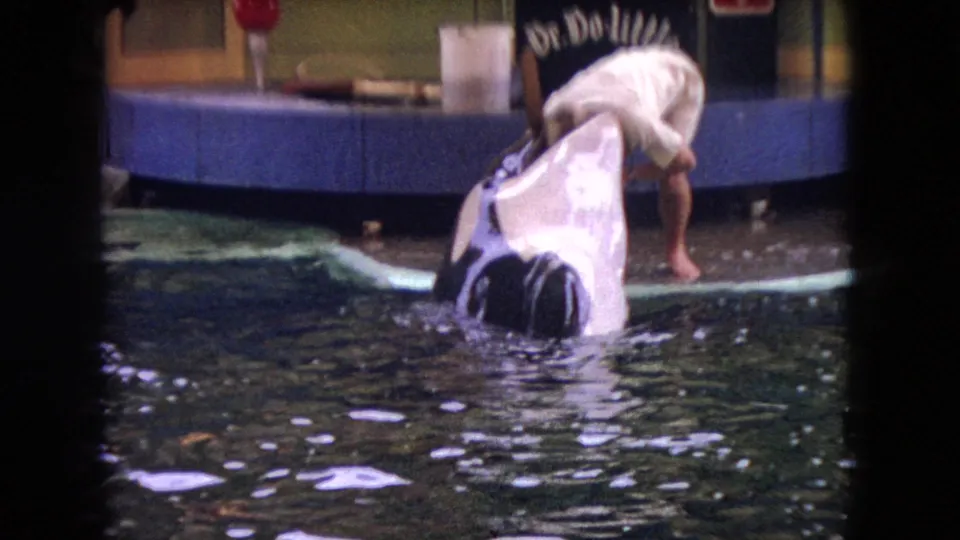 A trainer reaches down toward the orca at the pool edge during the brief marine show sequence, with the platform, backdrop, and water surface visible.