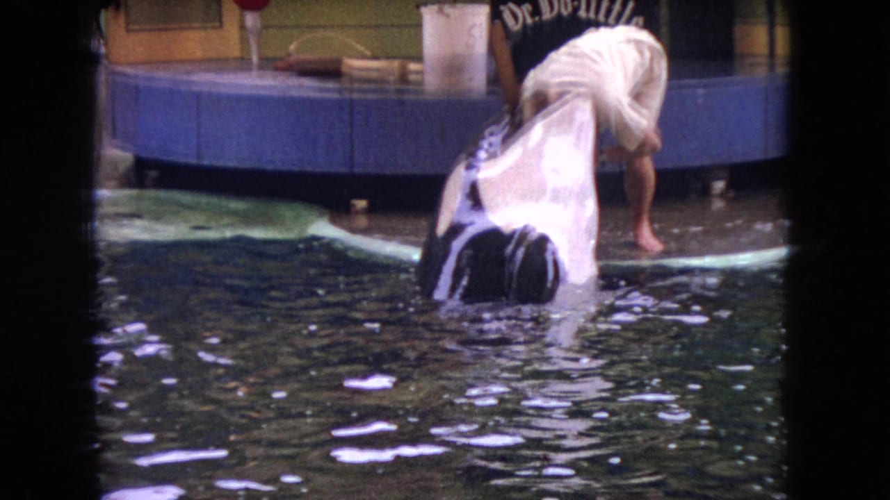 1966 Ohio 8mm frame showing a black-and-white whale surfacing beside a barefoot trainer leaning over a blue-tiled marine park pool edge.
