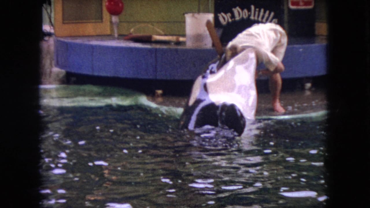 Trainer bends over the pool as the whale surfaces beside the platform.