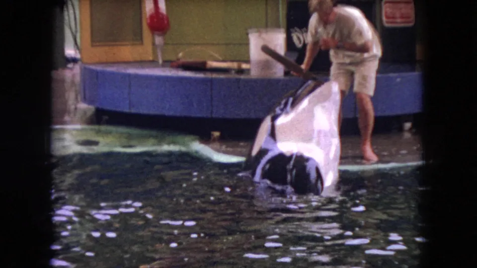 1966 Ohio 8mm frame showing the trainer standing at the blue pool edge as the black-and-white whale rises vertically from the water near the platform.