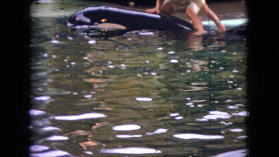 1966 Ohio home-movie frame showing the whale partly horizontal at the surface as the trainer reaches down from the blue platform into the water.