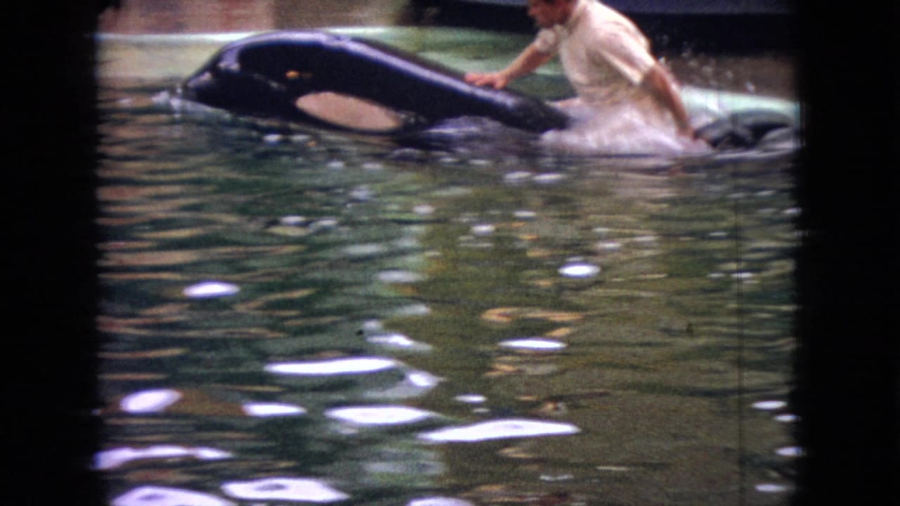 1966 Ohio 8mm frame showing a male trainer in light clothing riding on the back of an orca through green-tinted pool water.