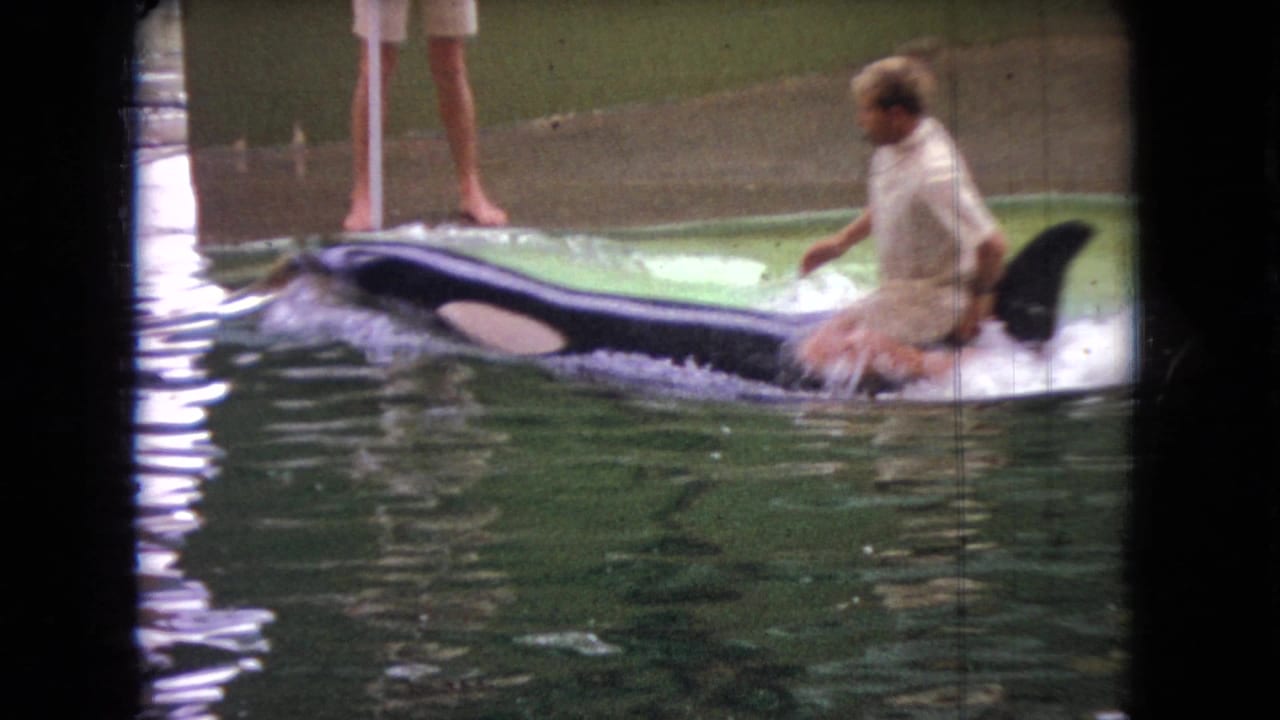 1966 Ohio home-movie frame with a trainer riding behind an orca near the pool edge while another person's bare legs are visible above the waterline.